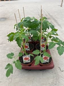 Bild von Tomaat Cocktailtomaat Bio